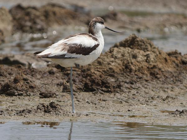 <h3><a href="/trips/tanzania/biota/animalia/chordata/aves/024 charadriiformes/008 recurvirostridae/recurvirostra avosetta/recurvirostra avosetta-nl.html">Recurvirostra&nbsp;avosetta</a> / Pied&nbsp;avocet / Kluut</h3>OM-1 Mark II met OLYMPUS M.150-400mm F4.5, 1/2000 sec  bij F4.5, ISO 250, afstand 25.4&nbsp;m